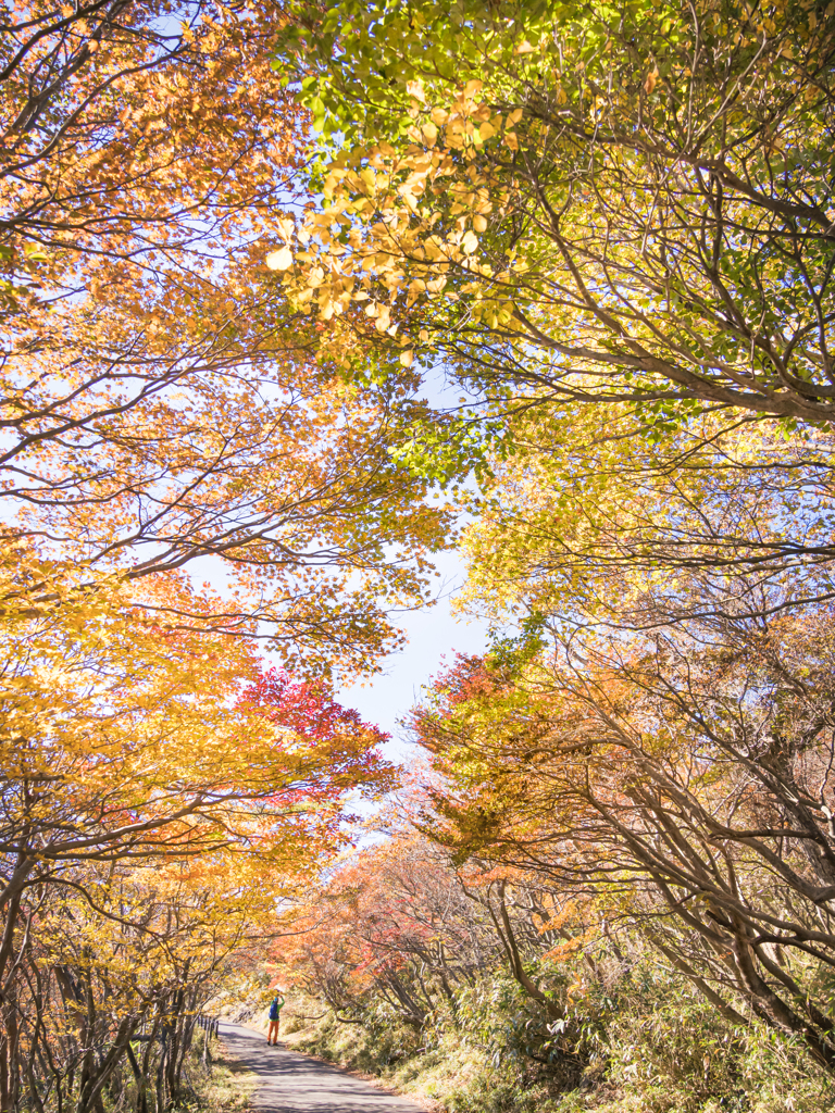 紅葉のトンネルで。。