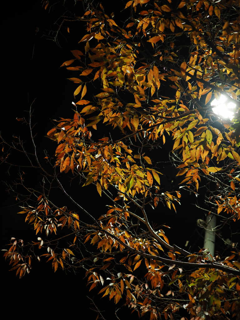夜道の彩