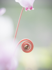 Cyclamen