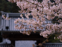 ようよう咲き初めし