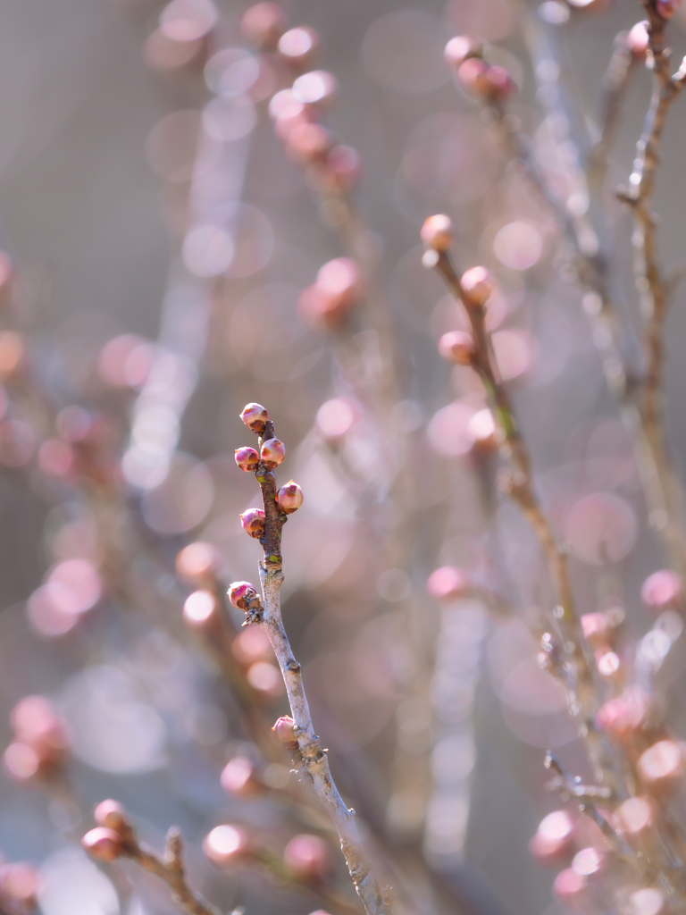 春待ちの・・