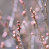春待ちの・・