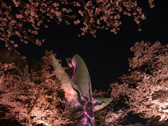 夜桜太陽２