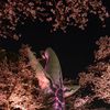 夜桜太陽２