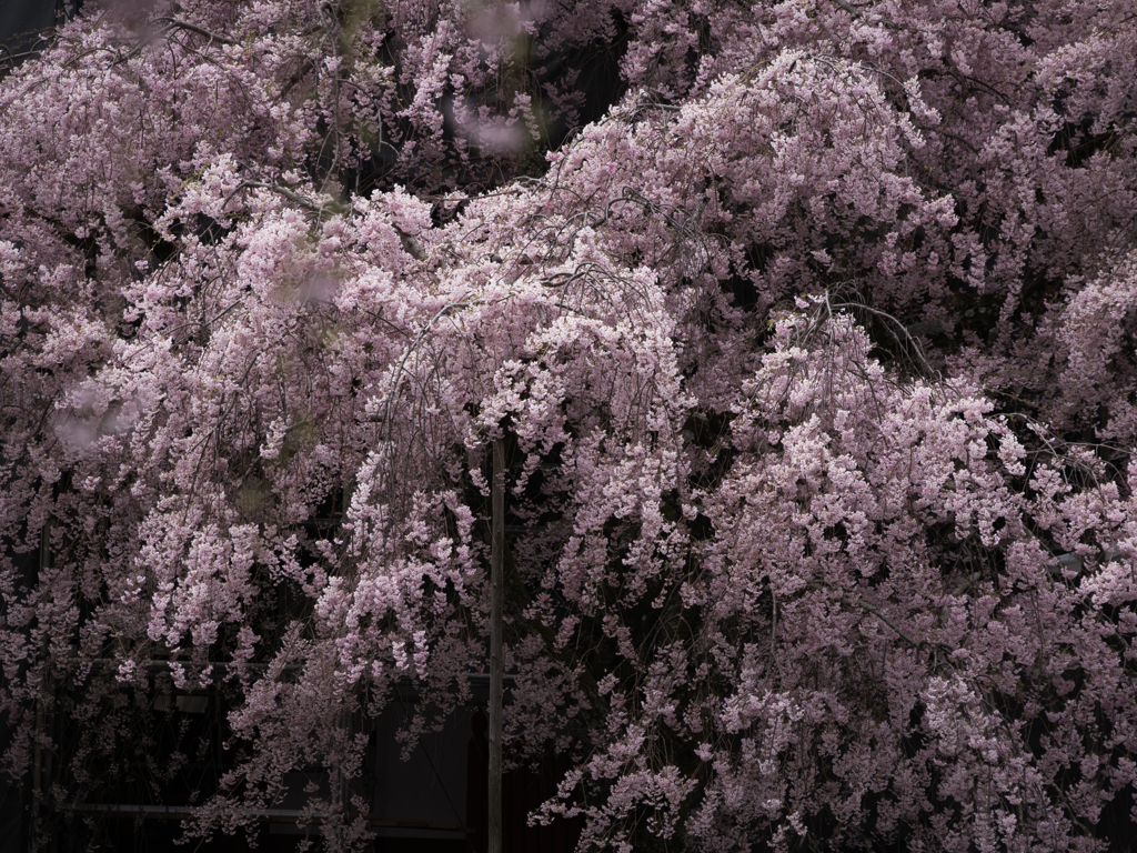 桜さざなむ