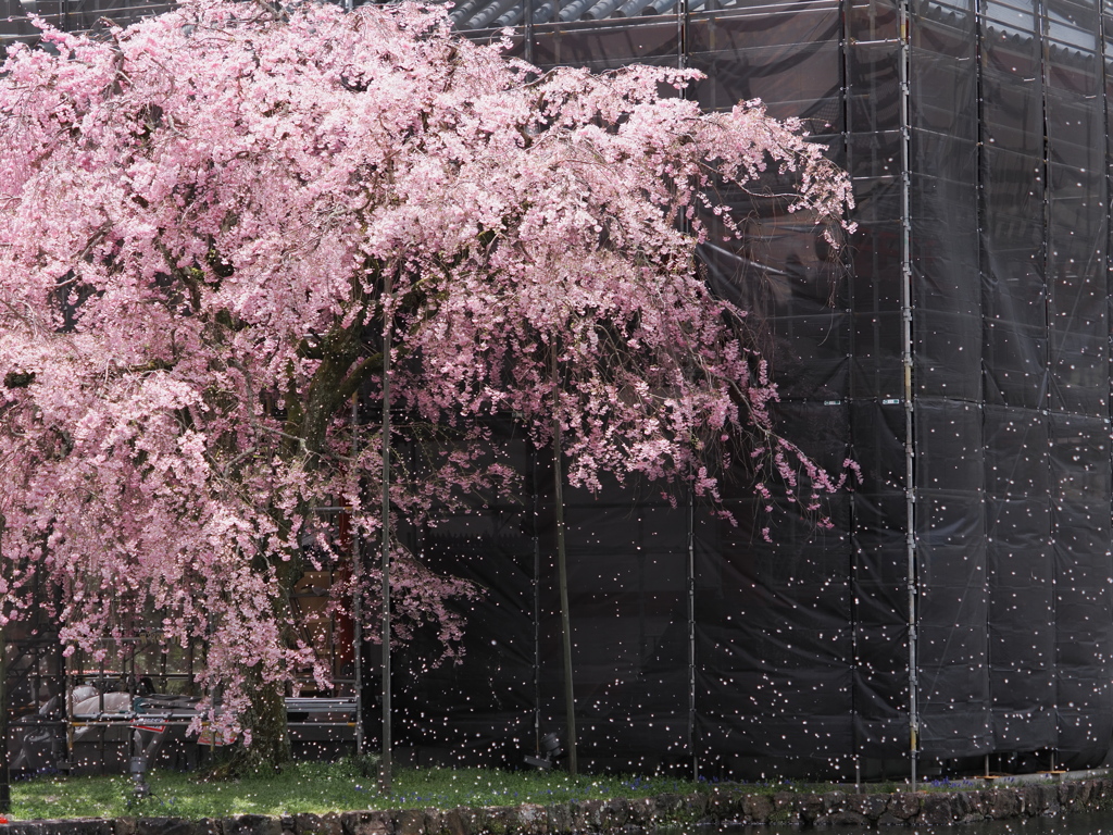 工事中の桜吹雪