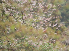 萌える山の桜