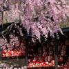 桜の宴