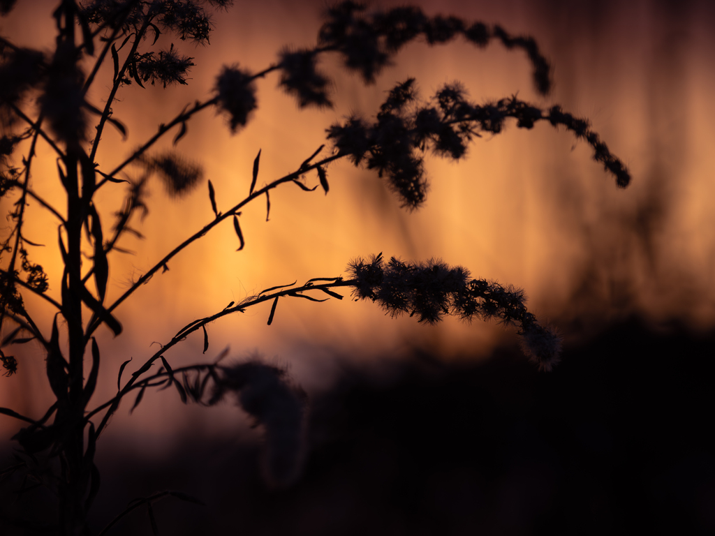 夕の穂