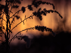 夕の穂