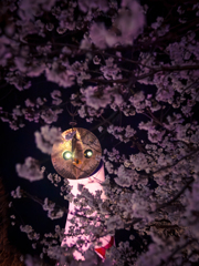 夜桜太陽