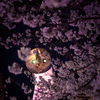 夜桜太陽