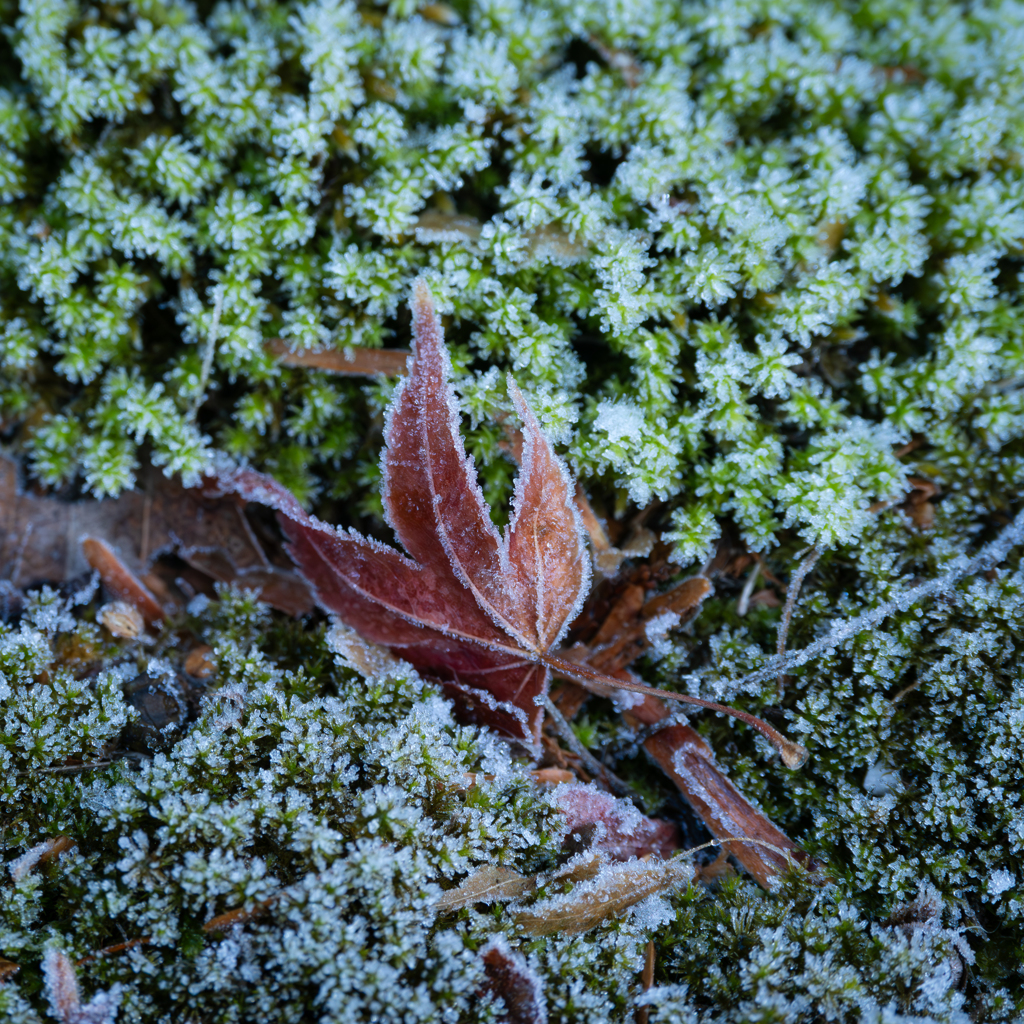frosted