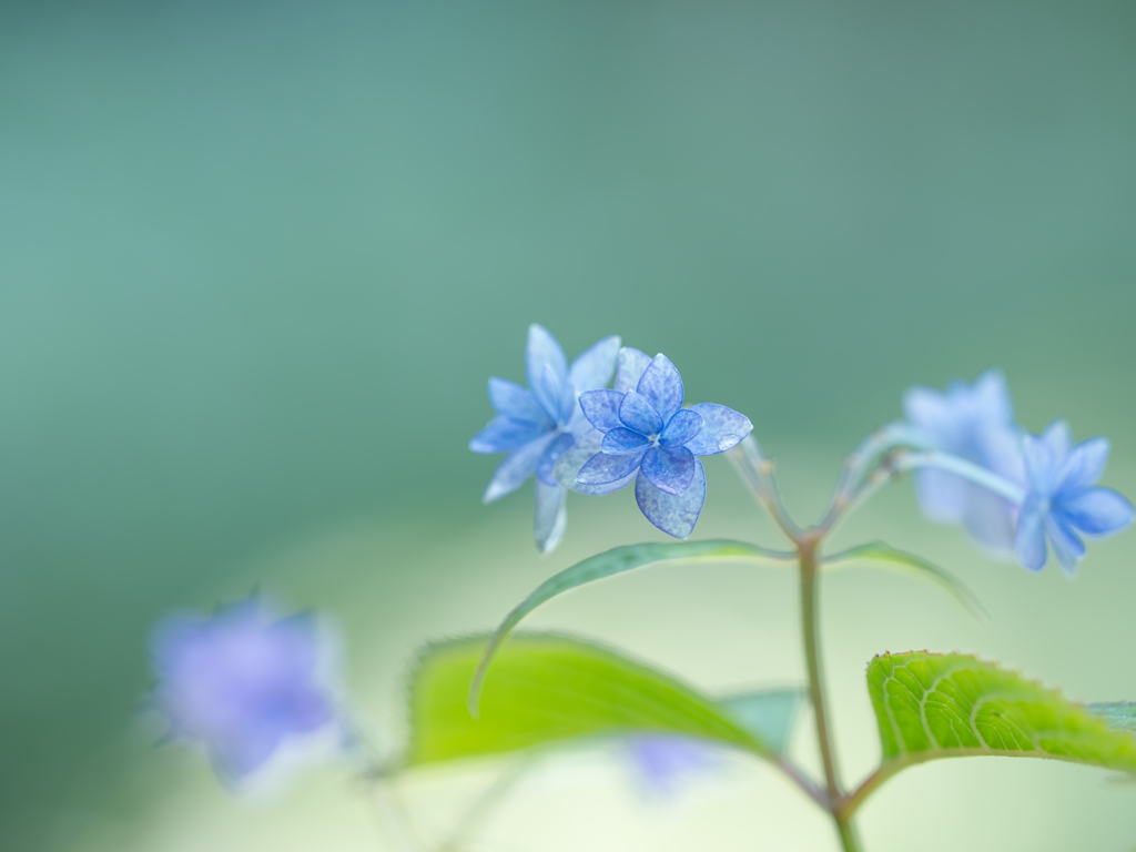 青清し