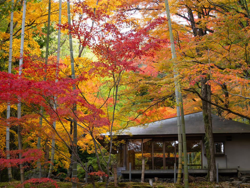 晩秋の静寂がつつむ
