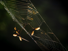 名残　過ぎゆく季節に