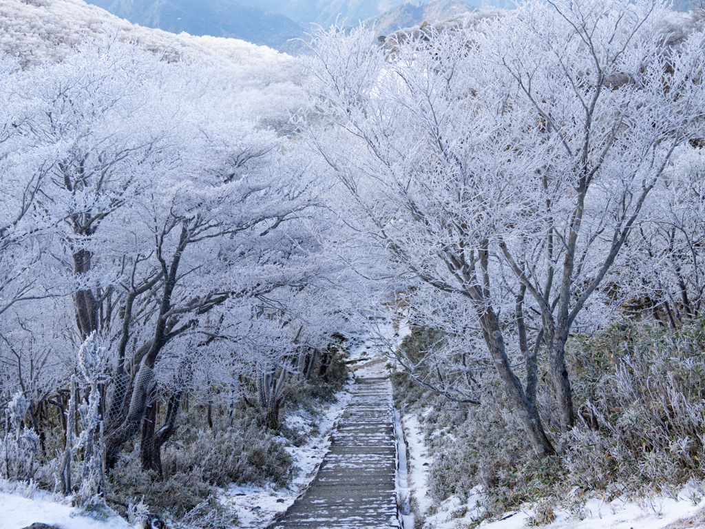 白く静かな道を歩く