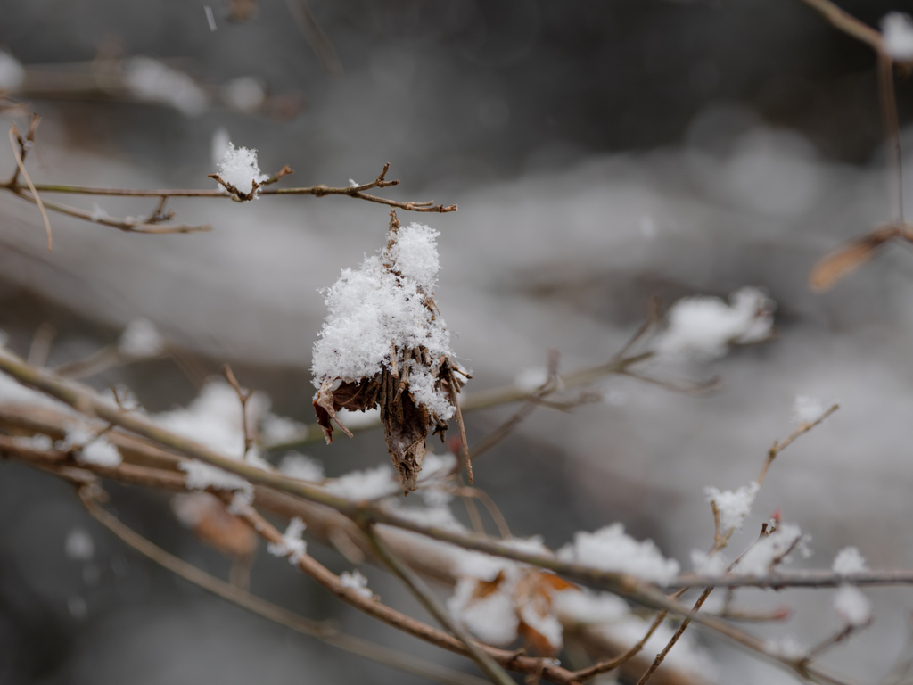 雪の日のみのさん