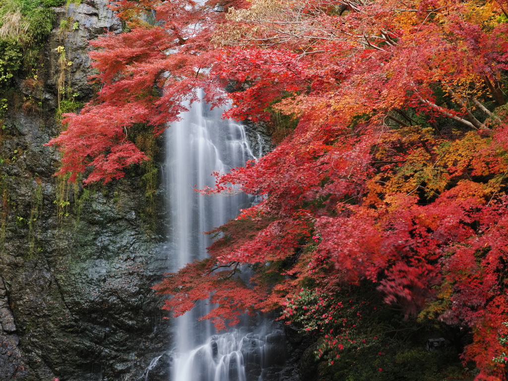 紅葉盛り