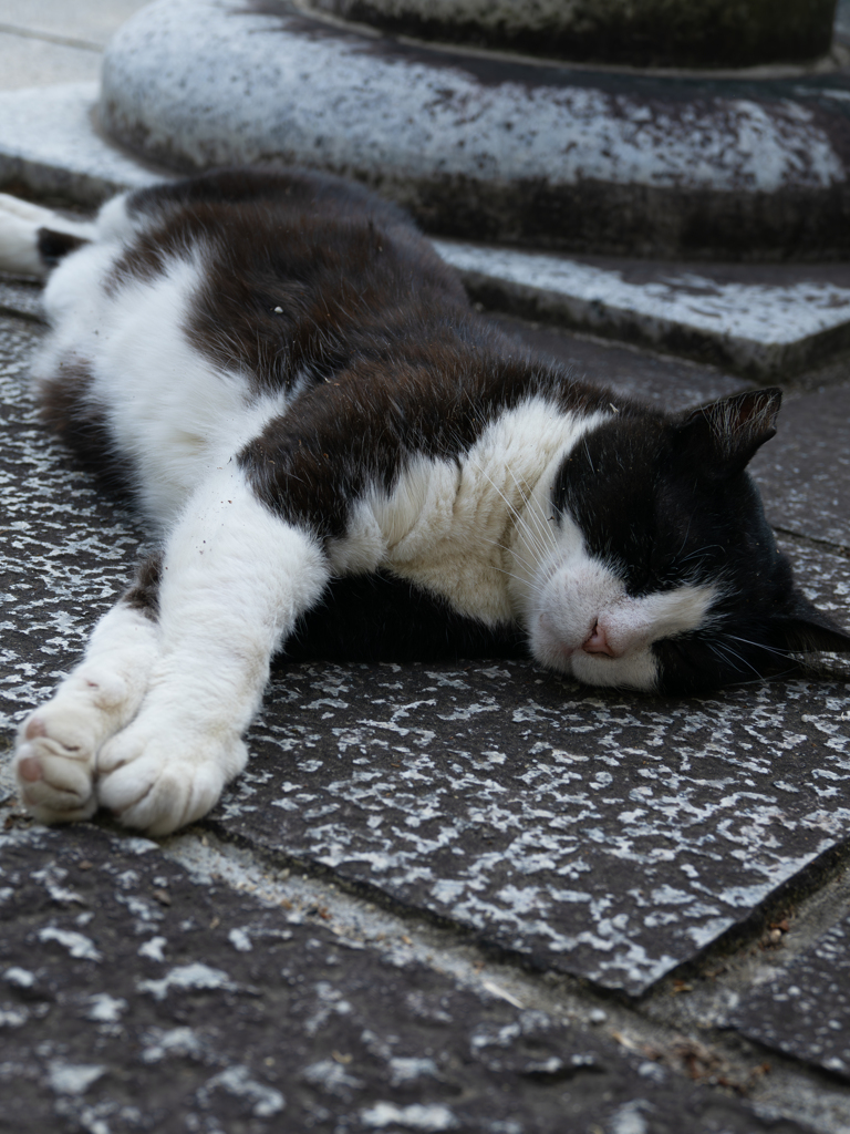 冷んやり♪