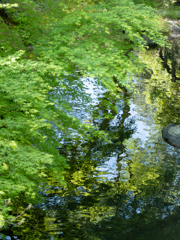 新緑の水彩