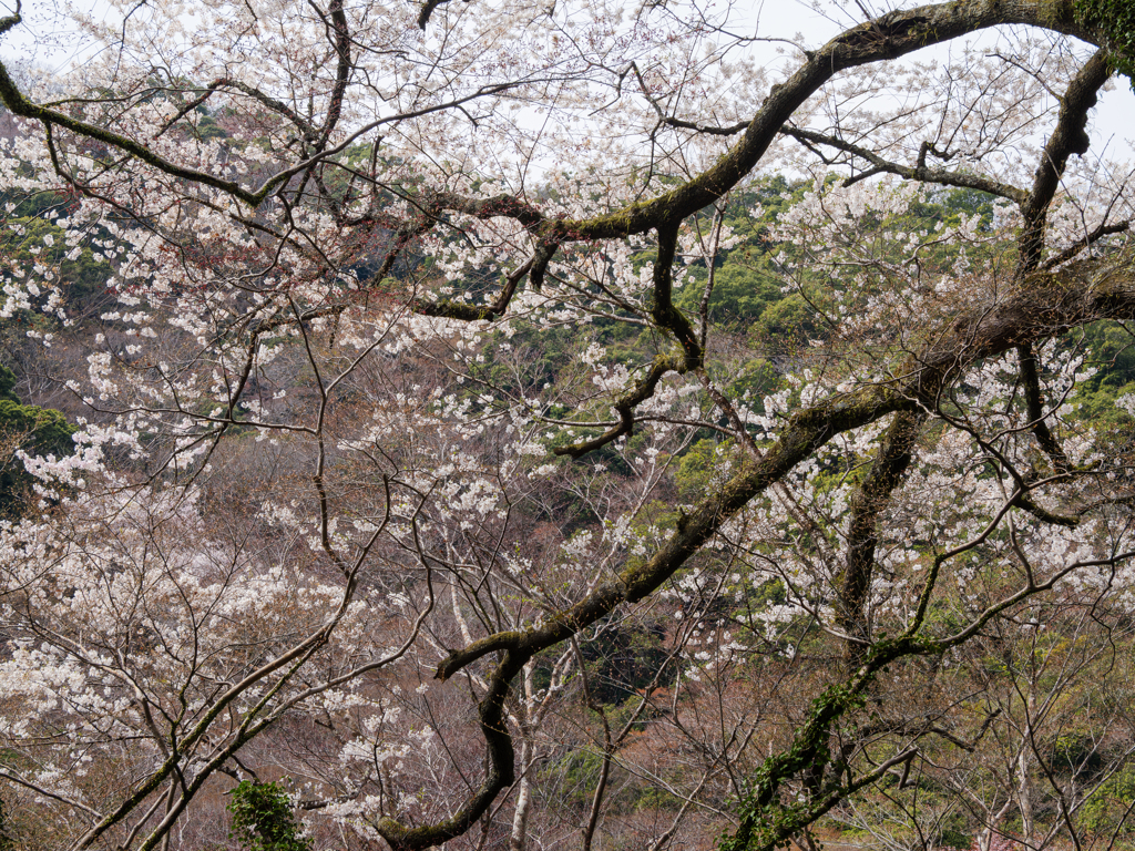 山桜の景