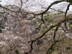 山桜の景