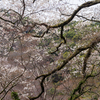 山桜の景
