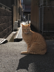 路地ネコさん