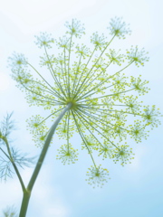 青空に淡く花火