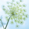 青空に淡く花火