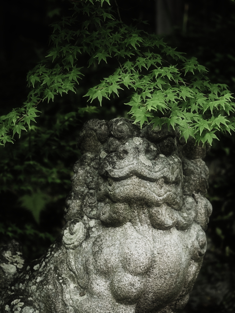 青葉の陰に