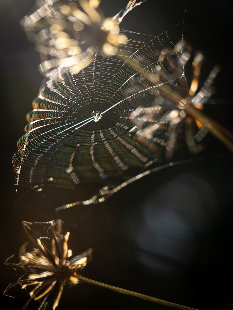 晩秋の光と風に