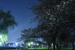 2022年３月　夜桜