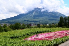 三島さんちの芝桜