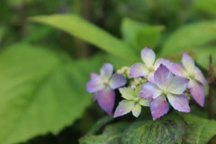 紫陽花･･見頃はもう少し ✱