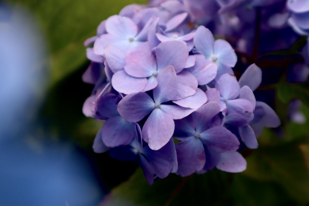 紫陽花 