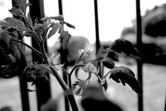 ミニトマトの花