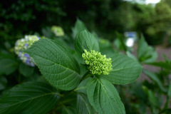 紫陽花