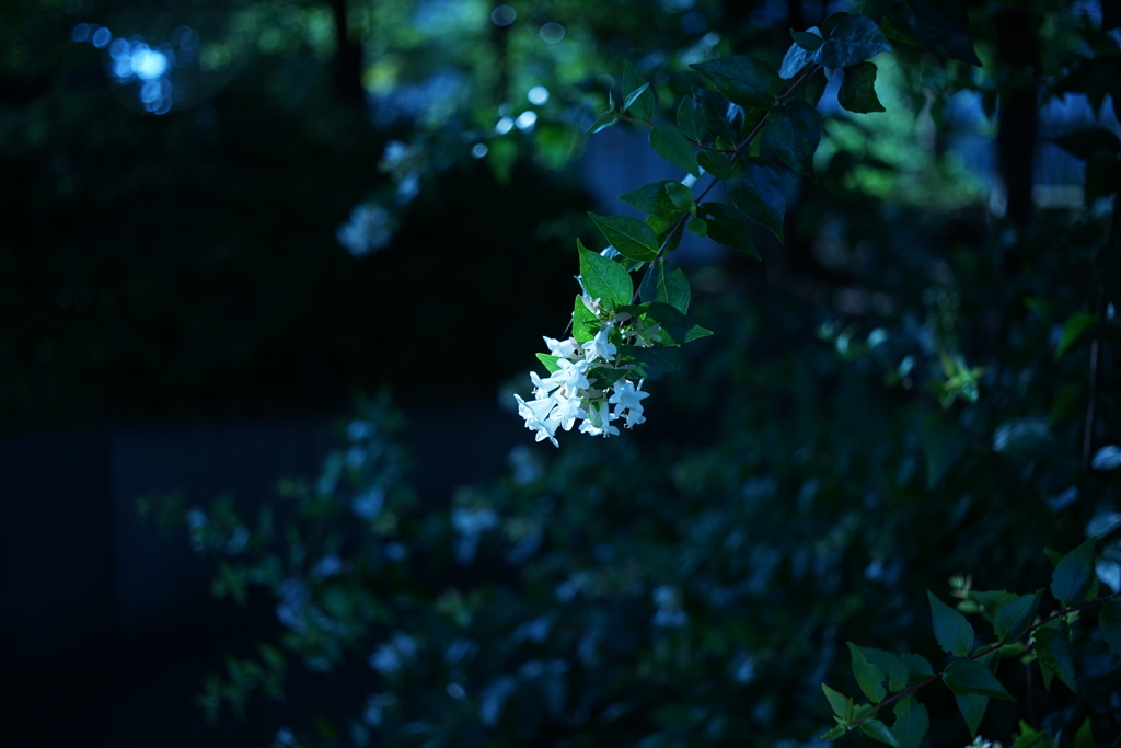 白き花