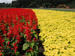 お花の絨毯