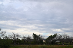 晩秋の公園-3