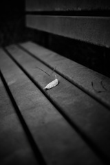 晩秋の公園-4