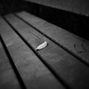 晩秋の公園-4
