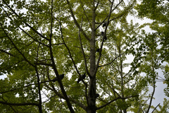晩秋の公園-1