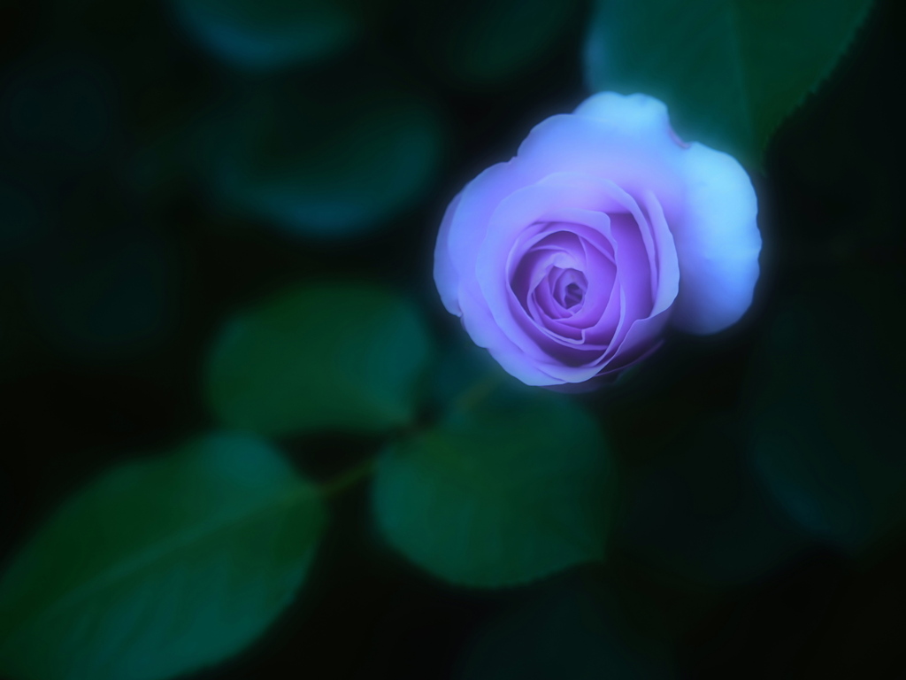 「横濱が見えるとき」から　La promessa della rosa  2