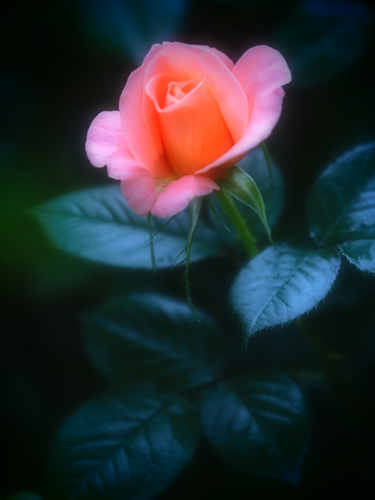 「横濱が見えるとき」から La promessa della rosa　１