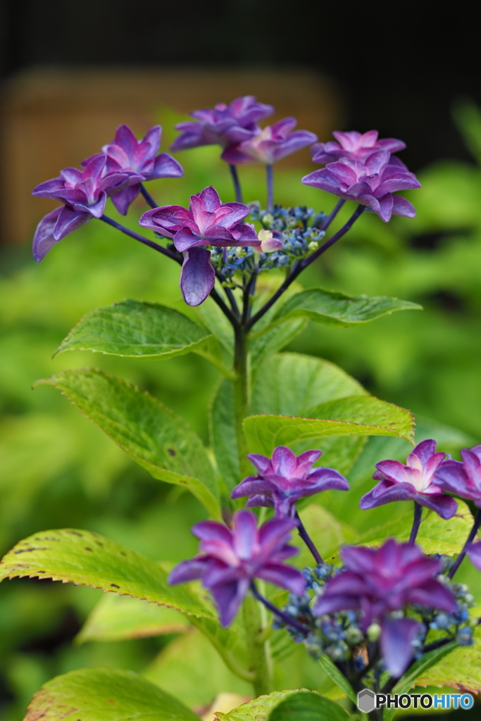紫陽花を楽しむ ㉘