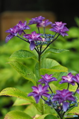 紫陽花を楽しむ ㉘