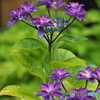 紫陽花を楽しむ ㉘
